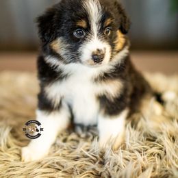 Wren - Black tri female Miniature American Shepherd puppy in Tonopah, Arizona from King's Miniature American Shepherds
