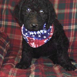 Labradoodle Puppies from Hippie Hollow Doodles