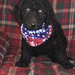 Labradoodle Puppies from Hippie Hollow Doodles
