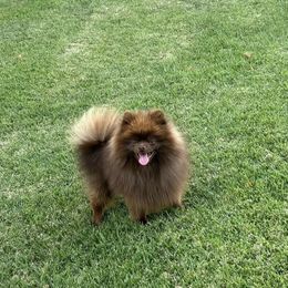 Cash - Pomeranian