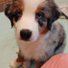 Australian Shepherd Puppies from Craig Creek Aussies
