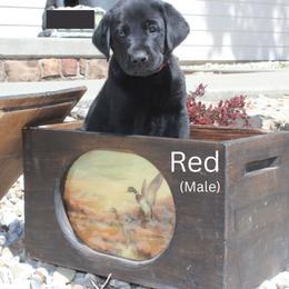 Red Collar - Black male Labrador Retriever puppy in Herington, Kansas from FowlMasters Outfitters & Kennels