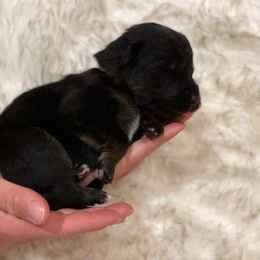 Boy 3 - German Shepherd puppy in Guthrie, Oklahoma from Seelenfeuer German Shepherd Dogs