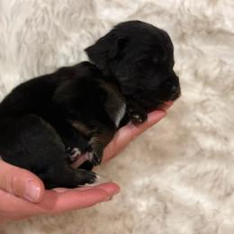 Boy 3 - German Shepherd puppy in Guthrie, Oklahoma from Seelenfeuer German Shepherd Dogs