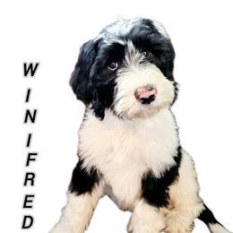 Sheepadoodle Puppies from Iroz doodles
