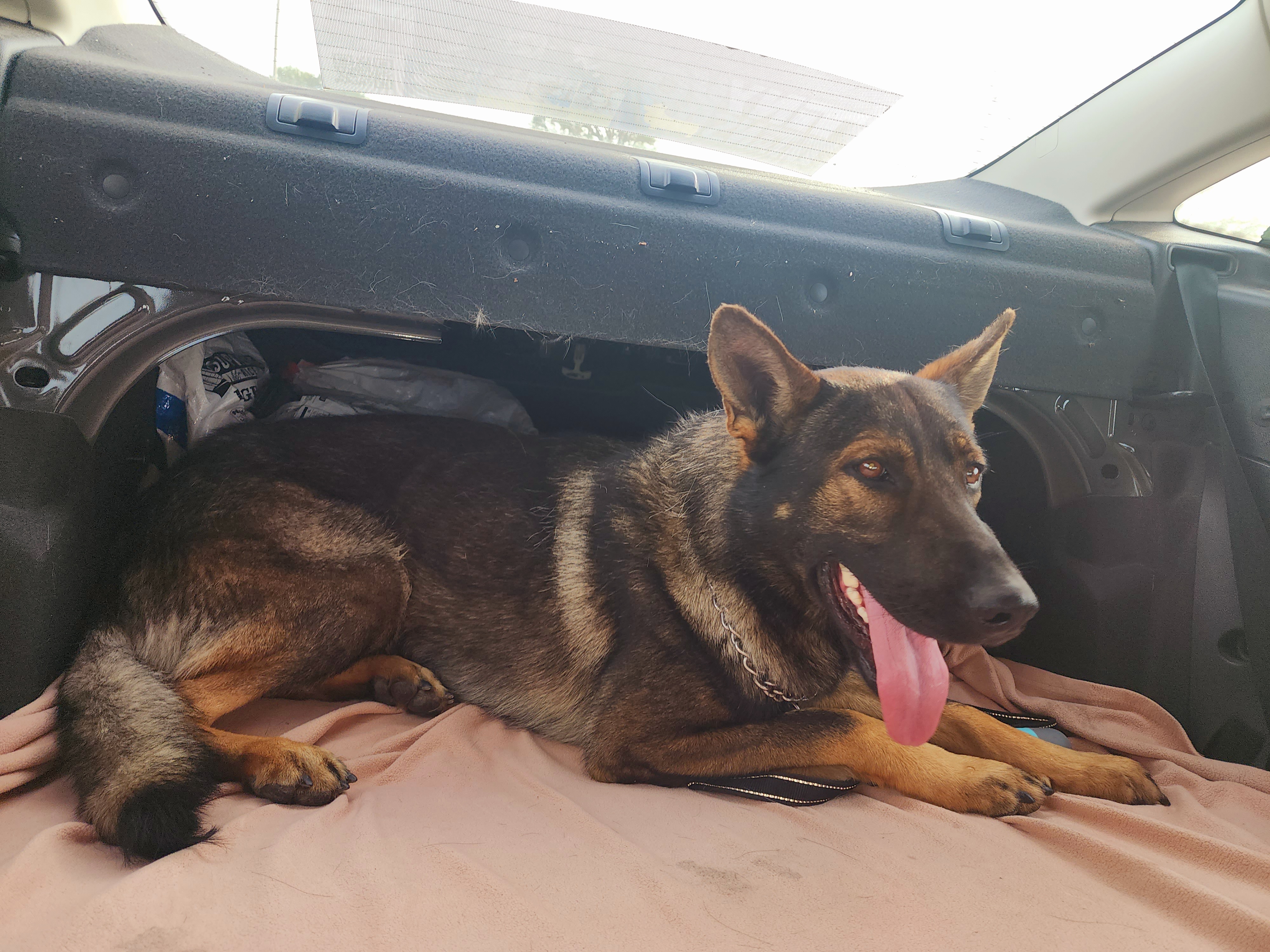 German Shepherd and Pembroke Welsh Corgi Puppies from Tiny Titans K9