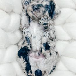 Boy 1 - Merle male Cockapoo puppy in Otisville, Michigan from Danie’s Darling Doodles LLC