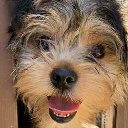 Shih Tzus and Yorkshire Terriers from Yorkies of Escondido