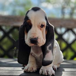 Vance - Black white and brown male Basset Hound puppy in Denison, Texas from Emma Lou's Baby Bassets