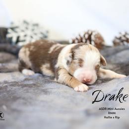 Drake - RMM - Red merle male Miniature Australian Shepherd puppy in Nacogdoches, Texas from TK Standard, Mini, & Toy Aussies