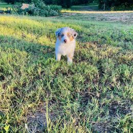 Australian Shepherd Puppies from Aussome Okie Aussies