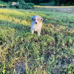 Australian Shepherd Puppies from Aussome Okie Aussies