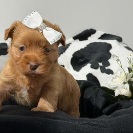 Dolly - Liver female Yorkshire Terrier puppy in Howe, Oklahoma from Ray Holder
