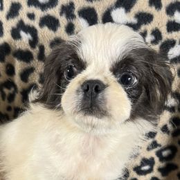 AKC Kera - Gray Pekingese puppy in Cumming, Georgia from Imperial Pekingese