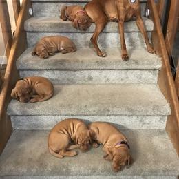 Vizsla Puppies from Elisha Martinez