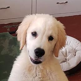 Golden Retrievers from Carlins Goldens