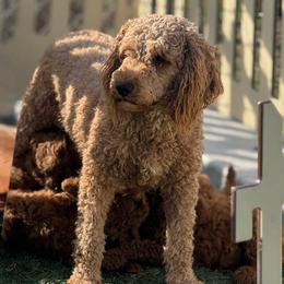 Luna - Goldendoodle