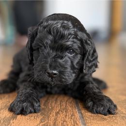 Boy 4 - Black male Cockapoo puppy in Colorado from Garrett Doodles