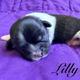 Lilly - Black and white female Shih Tzu puppy in Hemet, California from Aloha Shih Tzu