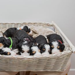 Bearded Retriever, Bernedoodle, and Poodle Puppies from Doodle Belle Puppy