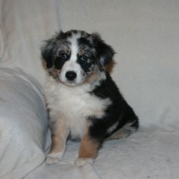 Australian Shepherd Puppies from M3 Sassafrass Ranch