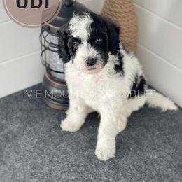 Goldendoodle Puppies from Ivie Mountain Doodles