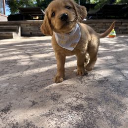 Golden Retriever Puppies from Golden Wiggle Retrievers