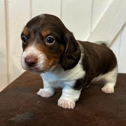 Laredo - Piebald male Dachshund puppy in Dobson, North Carolina from Oakleys Dachshund Haven