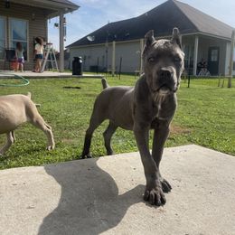 Cane Corso Puppies from Bayou Cane Corso