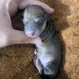 2 shaded cream - Cream female Dachshund puppy in Central Point, Oregon from MRS Long Dog Ranch