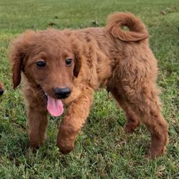 Finley - Apricot male Goldendoodle puppy in Centralia, Missouri from Oodles Of Doodles Mo.