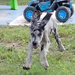 Great Dane Puppies from Morgan's North Alabama Danes