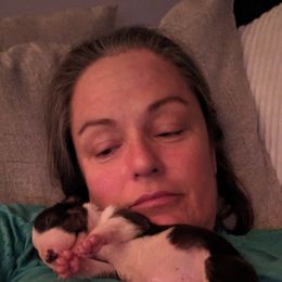 Bull Terrier Puppies from Bulls On Parade