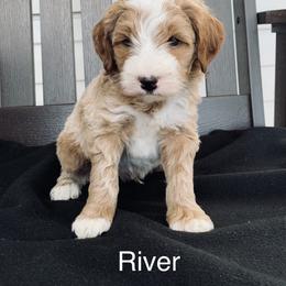 Goldendoodle Puppies from Martin’s Doodles