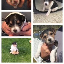 Jack Russell Terrier Puppies from Gem Dandy Jack Russell Terriers