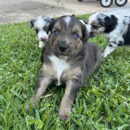 Miniature Australian Shepherd and Toy Australian Shepherd Puppies from Hailey's Miniature Australian Shepherds