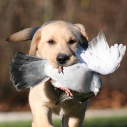 Labrador Retrievers from Woodstock Retrievers