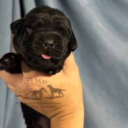 Dark purple - Black female Labrador Retriever puppy in Beaverdam, Virginia from Riverside Sunset Labrador Retrievers