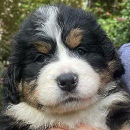 London - Black rust and white female Bernese Mountain Dog puppy in Fountain, North Carolina from Stargirl Bernese Mountain Dogs