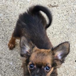 Roxy - Black and tan female Chihuahua puppy in Indianapolis, Indiana from London Rouge Chihuahuas