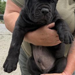 Cane Corso Puppies from CANE CORSO DI DROGHEDA