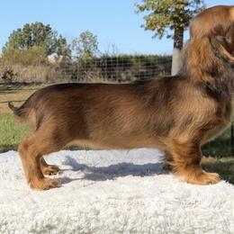 Dachshund Puppies from Little Legs Miniature Dachshunds