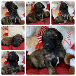 Poodle Puppies from Wonderland Kennel