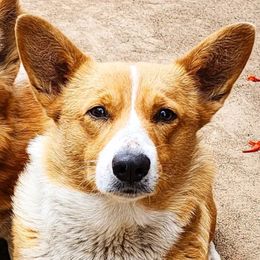 Lily - Pembroke Welsh Corgi