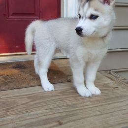 Siberian Husky Puppies from Little Handsome Siberians