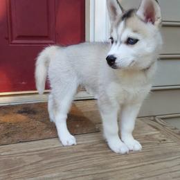 Siberian Husky Puppies from Little Handsome Siberians