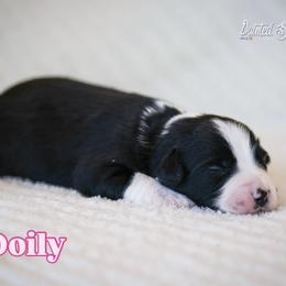 Doily - Black & white female Miniature American Shepherd puppy in Herriman, Utah from Painted Blue Aussies