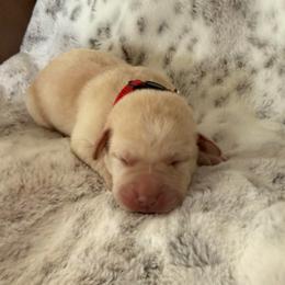 Red collar - Yellow male Labrador Retriever puppy in Tekonsha, Michigan from Asher Acres Labs