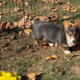 Pembroke Welsh Corgis from Double D Corgis