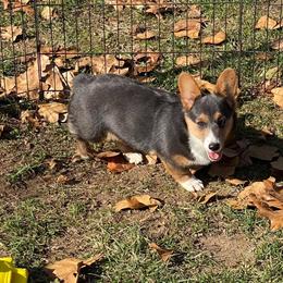 Pembroke Welsh Corgis from Double D Corgis